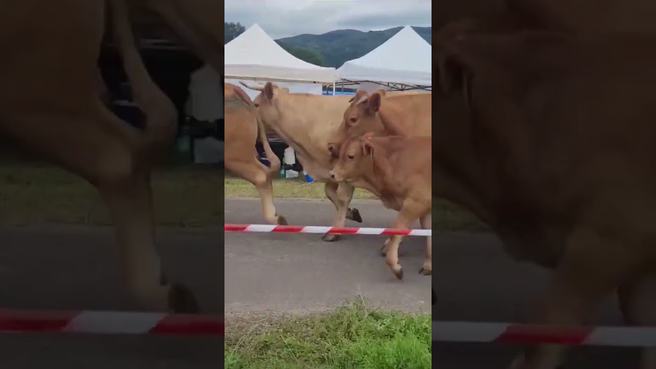 Feria del ganado Riba Cantabria #monte #ganaderias #cantabria