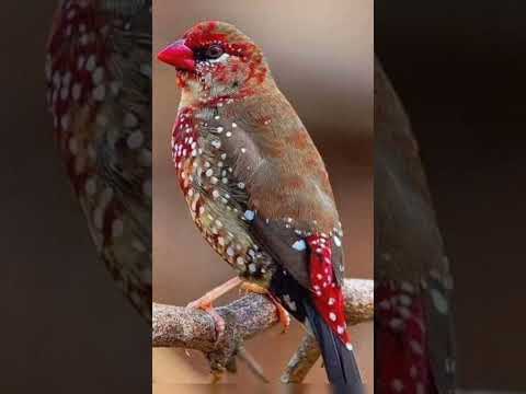 تفسير رؤية الطيور الملونه في الحلم 