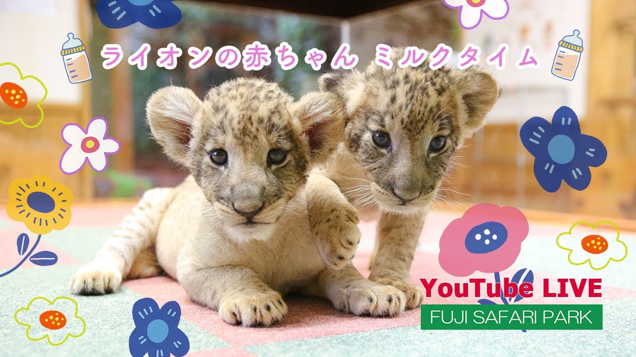 Lion cubs
