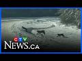 Rare glimpse: Lynx family dashing across the highway, ending 2025 with magic.