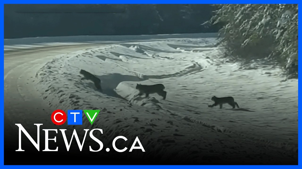 Rare glimpse: Lynx family dashing across the highway, ending 2025