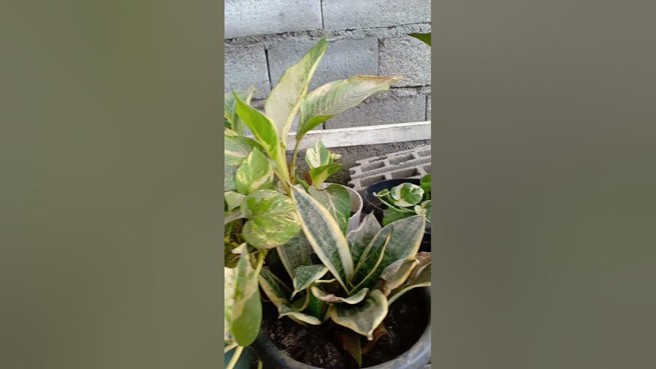 plantitas - YouTube