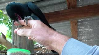 Asian Koel (2) in Kalasin, Thailand