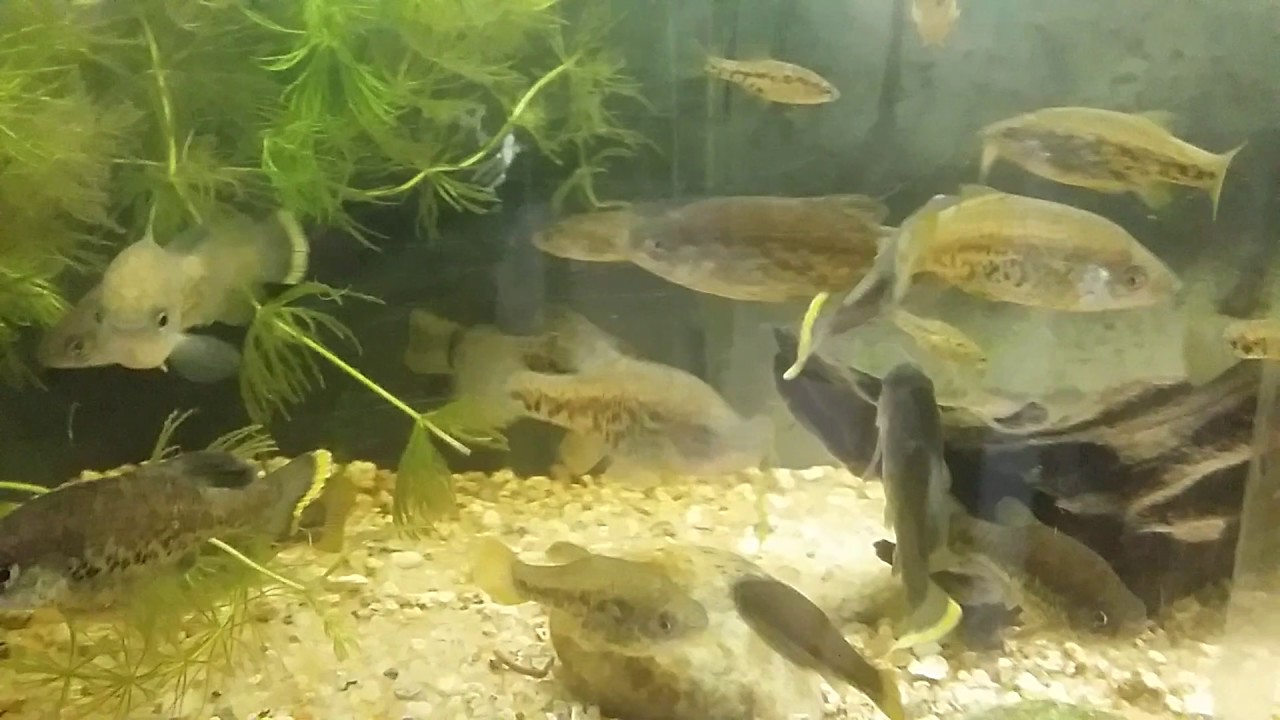 Parade Chapalichthys