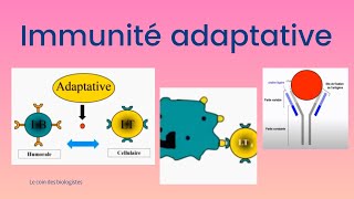 Immunité adaptative