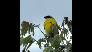 La Antigua Guatemala, Finca El Pilar, Las Palmeras, Aves, Cucurucho, © Jacques Cramatte, 12.2019