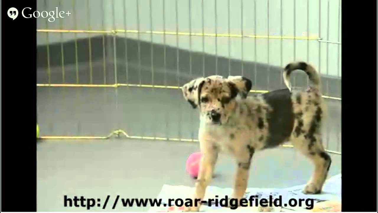 dog adoption ct Ridgefield Operation for Animal Rescue dog ...