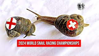 The World Snail Racing Championships 2024