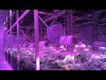 High Density Cultivation with SoHum Living Soils & AutoPot at The Grove