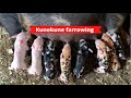 Our first litter of piglets! | Kunekune pig farrowing