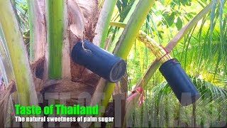 Taste of Thailand - The natural sweetness of palm sugar