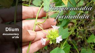 Limestone beads (Jacquemontia paniculata)