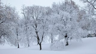 eCO2greetings.com - More Snowy Trees - Corporate Christmas Ecards