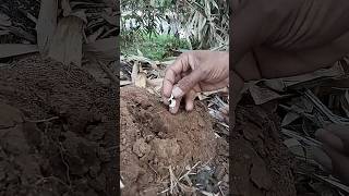 huntur rayap berapi ternyata pertanda ada bekas raja rayap di dalamnya #short #mistis #viral