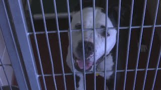 Dog adoption fees only $25 at Winnebago shelter this Saturday