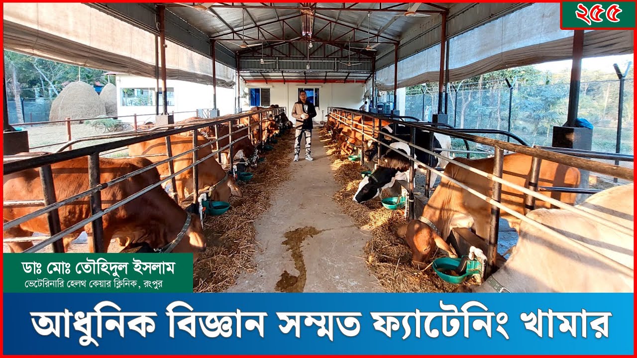 Современная научная ферма по откорму коров | Ферма по откорму коров. Доктор Тоухидул Ислам