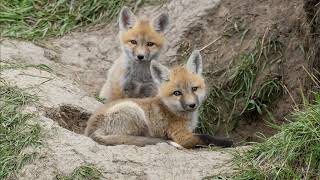 Cute Fox Pups!