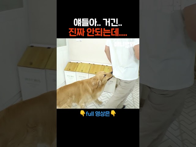 소장님 마지막 출연이 될 뻔한... #애니멀봐 #shorts