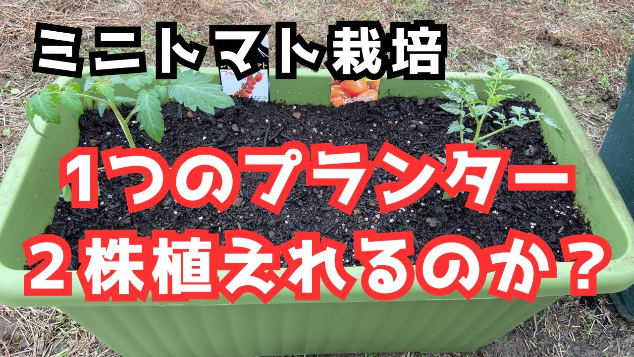 プランターミニトマト「2株植える時の注意点」株間、プランターサイズ 