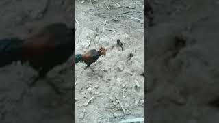 rooster and myna bird fight #shorts#viral#short video