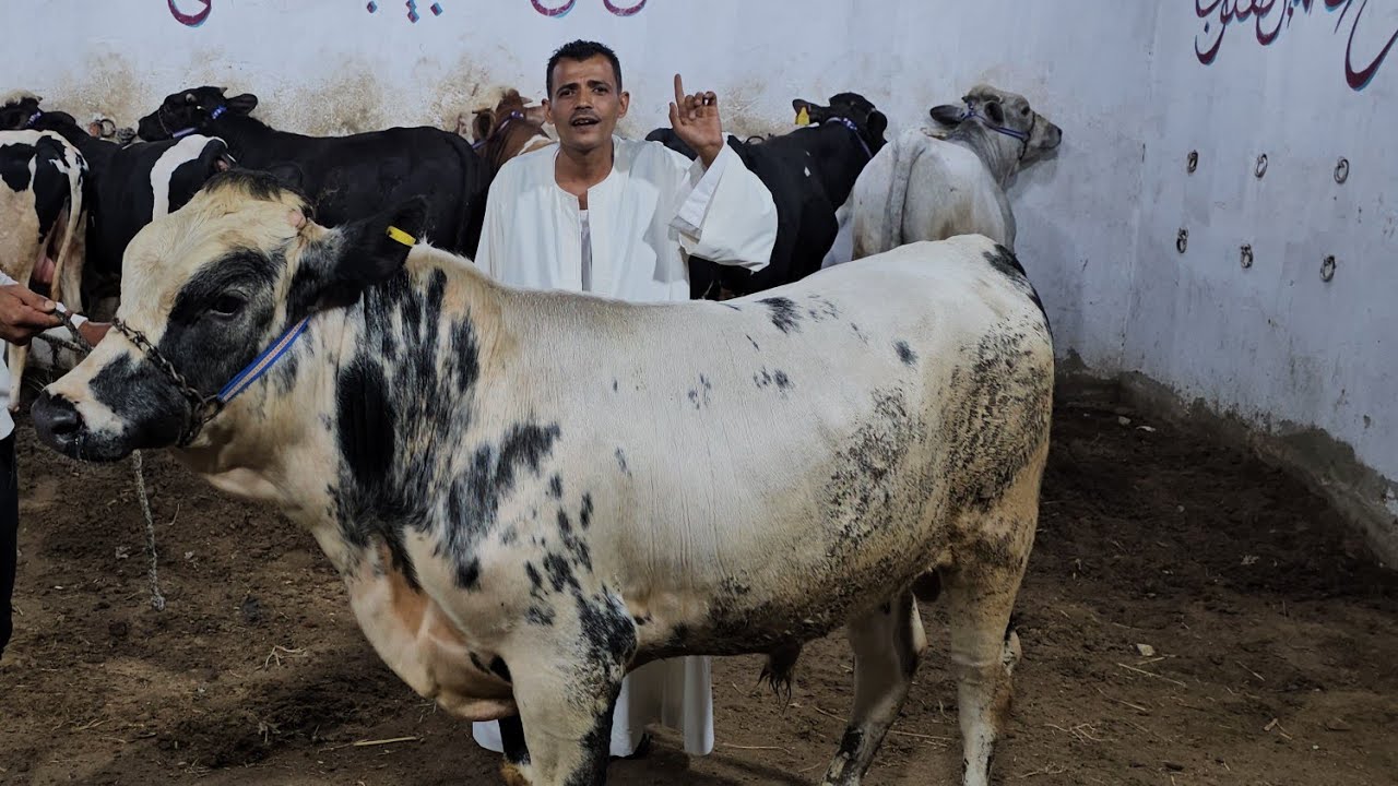 سلالات نادره لاول مره عينك هتشوفها من داخل مزرعه المعلم يحيى ابوعبيد عجول بلجيكي وسيمنتال