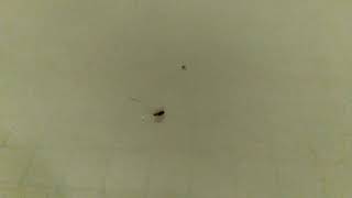 Famous Cesspool  bathroom bugs Wealth