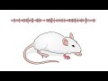 How soft sounds might dull pain in mice