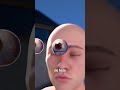 How Do Our Eyes Adjust to Different Light Levels? 👁️ #shorts #animation #science #technology