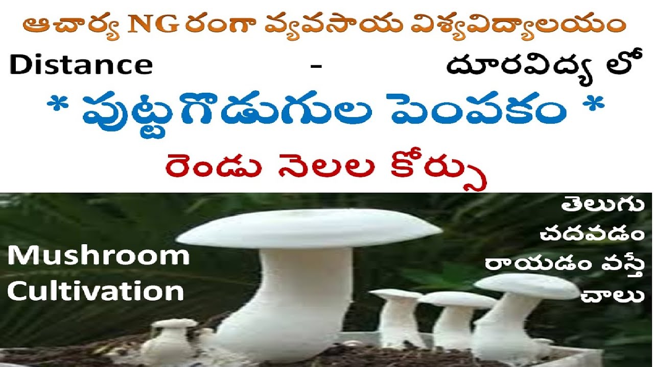 puttagodugula business in telugu mushroom business plan in telugu