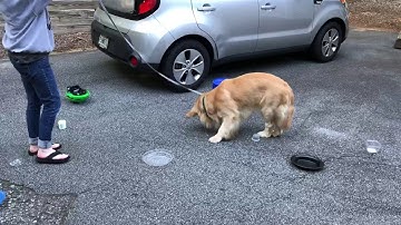 Nose + Scent Work @ Atlanta Dog Trainer