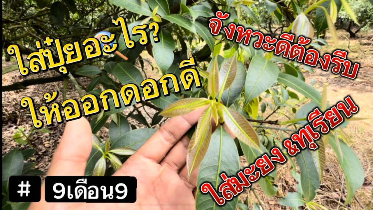 ใส่ปุ๋ยอะไรให้ออกดอก มะยงชิด&ทุเรียน