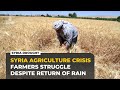 Syria rains end drought but wheat farmers face soaring costs, empty fields