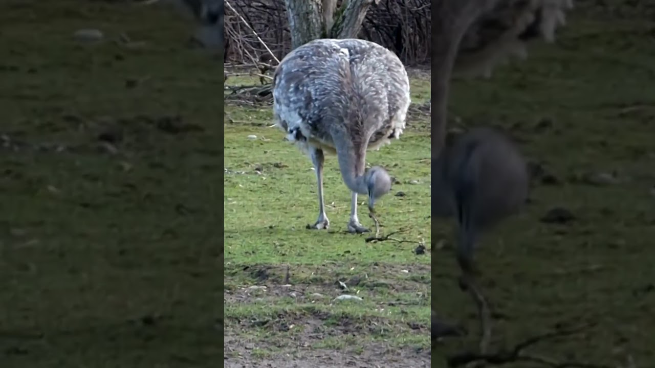 Darwin's rhea 