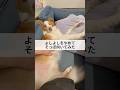 甘えん坊ボーダーコリーは飼い主にそっぽ向かれるとこうなる