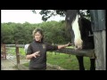 Blue Chip feed visit Cumbrian Heavy Horses