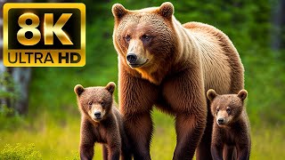 WILDLIFE LIFE VIDEO 8K ULTRA HD - With Nature Sounds (Colorfully Dynamic)