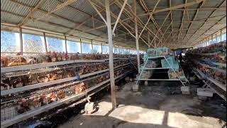 Ufugaji wa kuku wa mayai kwenye CAGES  | How to raise layers chickens on Cages . | GREG MIFUGO