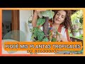 Con el dolor en el alma me arriesgu y reproduje  mis plantas tropicales de coleccin