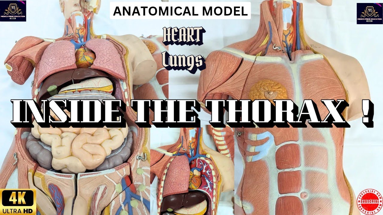 Thorax | Contents of Thorax | Heart Anatomy in model | Organs inside Thorax | Lungs in Real body
