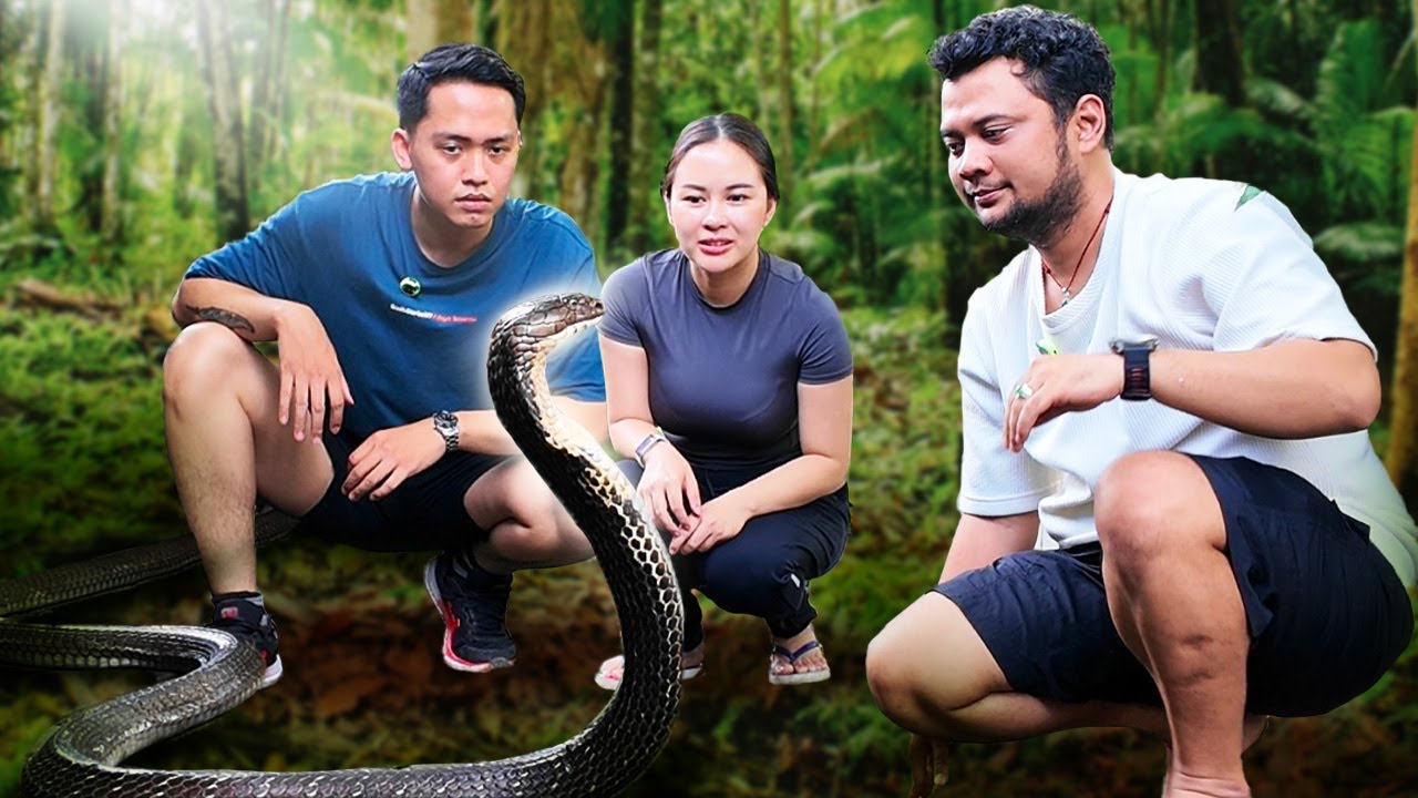 Познакомьтесь с Панджи, искателем приключений, и всеми его домашними королевскими кобрами.