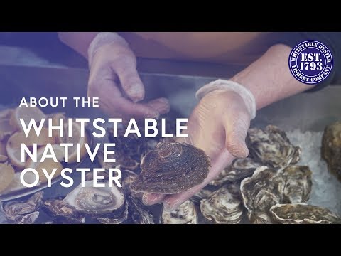 Video: Whitstable – austrių mylėtojų pabėgimas