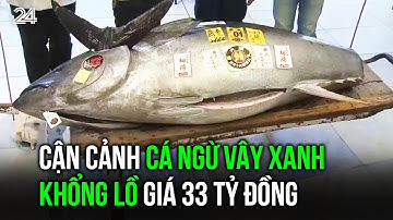 Cận cảnh cá ngừ vây xanh khổng lồ giá 33 tỷ đồng | VTV24