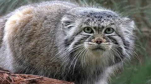 Watch the video about Amazing animal world | Manul – wild cat of steppes and mountains