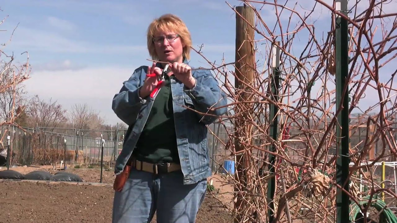 how to video pruning grapes youtube how to prune grape