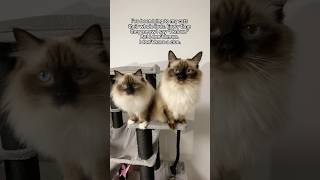 Giving supportive answers with zero context 😹💅