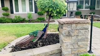 Peacock shedding feathers 🪶 Peacocks temporarily lost beautiful tails 🪽🌈✨🪶🦚