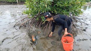 Brave Woman Catch Huge Mud Crabs In Muddy after Water Low Tide