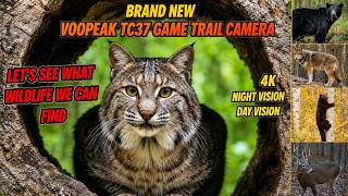 What Wildlife Will We Find? New Voopeak TC37 Game Trail Camera 4K Night Vision #wildlife #hunting screenshot 4