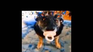 Cachorro chupetão - Eu não entendi