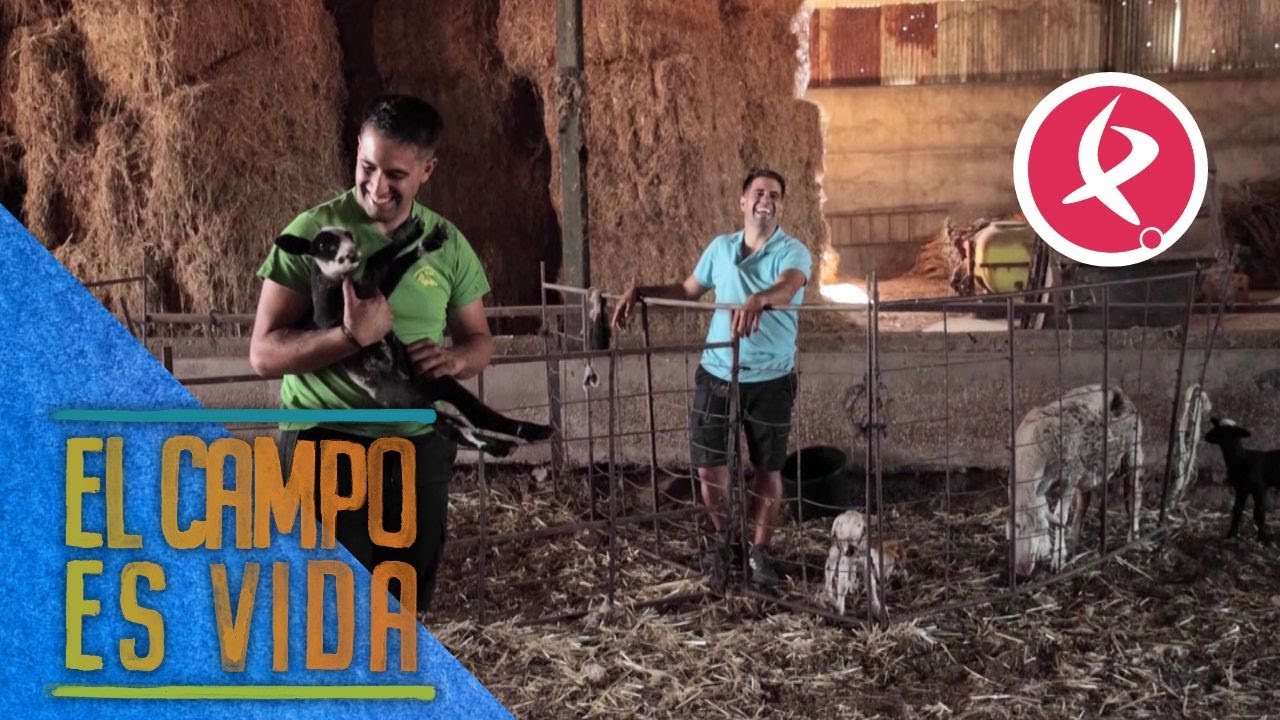 Las ovejas de los Mellis están en plena paridera | El campo es vida